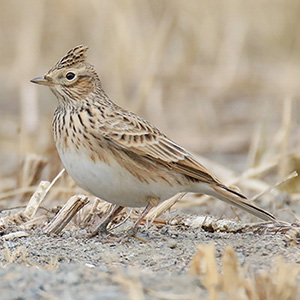 Eurasian Skylark